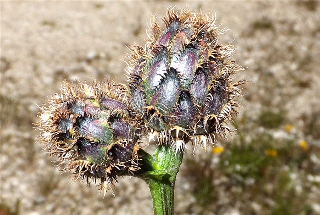 Centaurea sp. da determinare